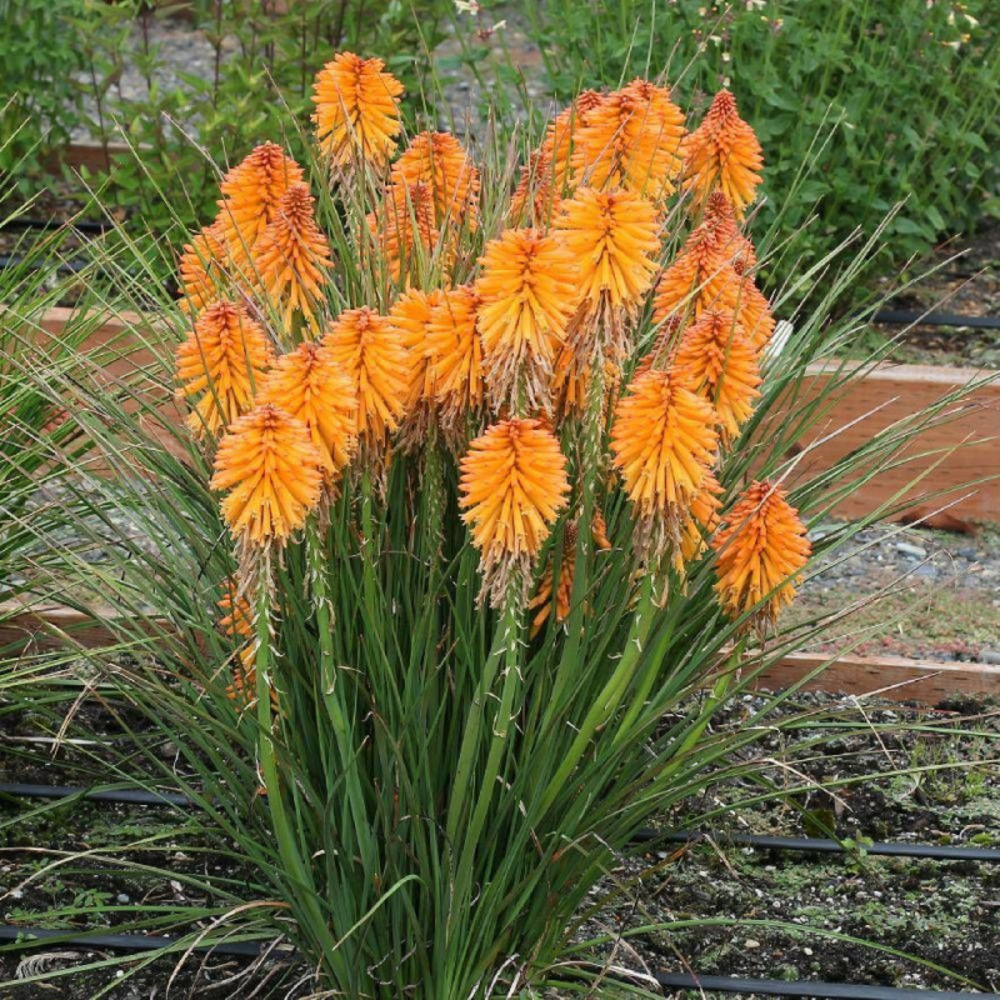 Kniphofia, tison de satan poco orange® godet - 5/20 cm