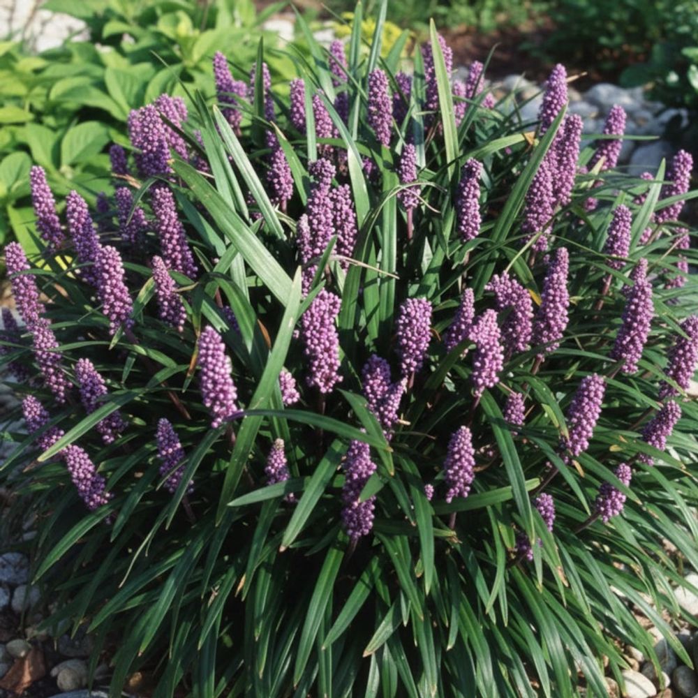 Liriope spicata lot de 3 godets