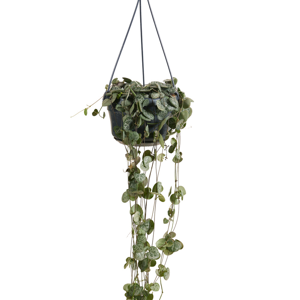 Ceropegia woodii - lanterne chinoise - plante suspendue - 15-20 cm - pot 12 cm