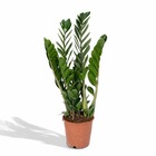 Plante d'intérieur - zamioculcas zamiifolia  h50cm 50cm