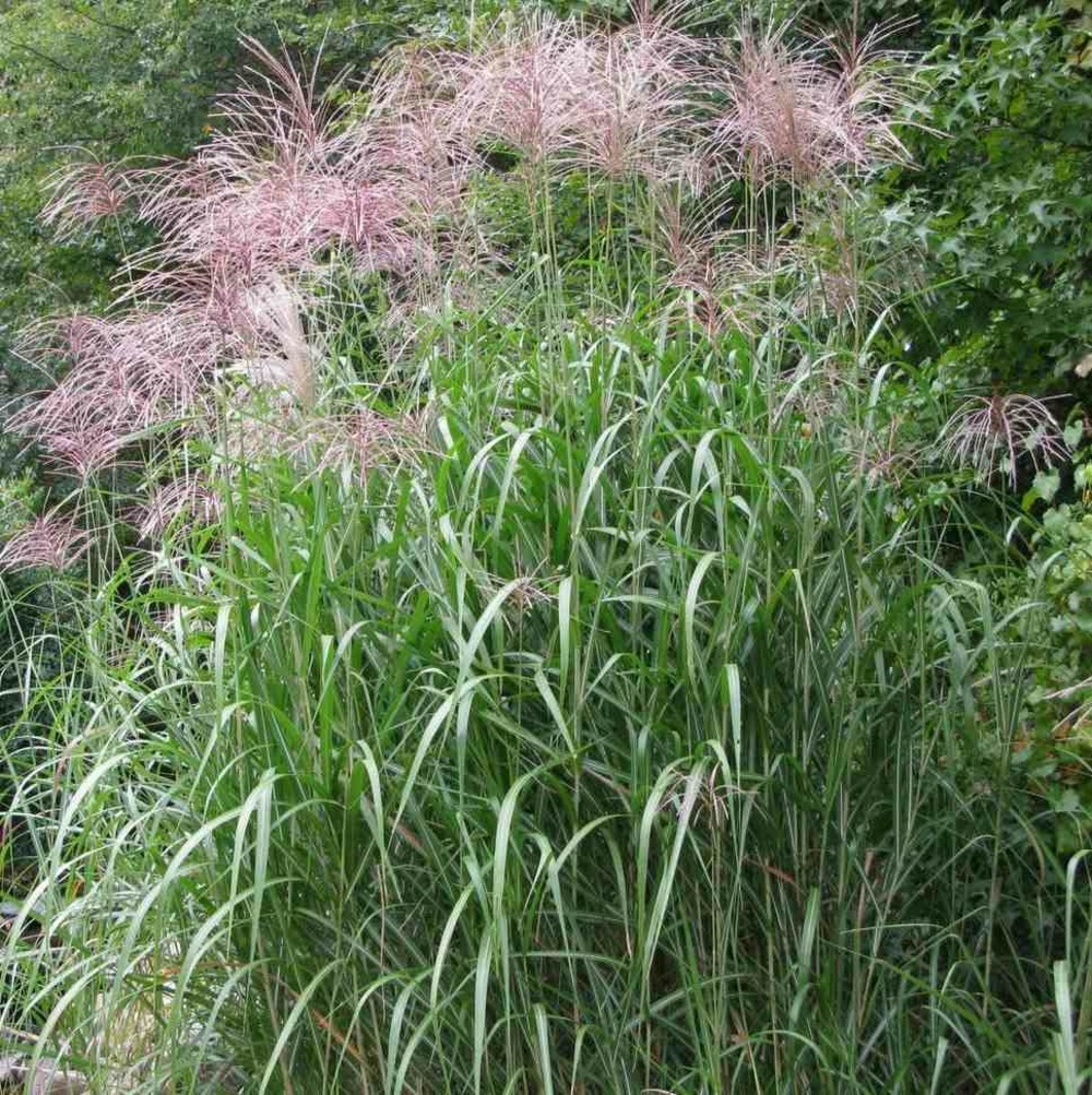 Miscanthus giganteus (roseau de chine, eulalie) pot de 2 litres - 0/100 cm