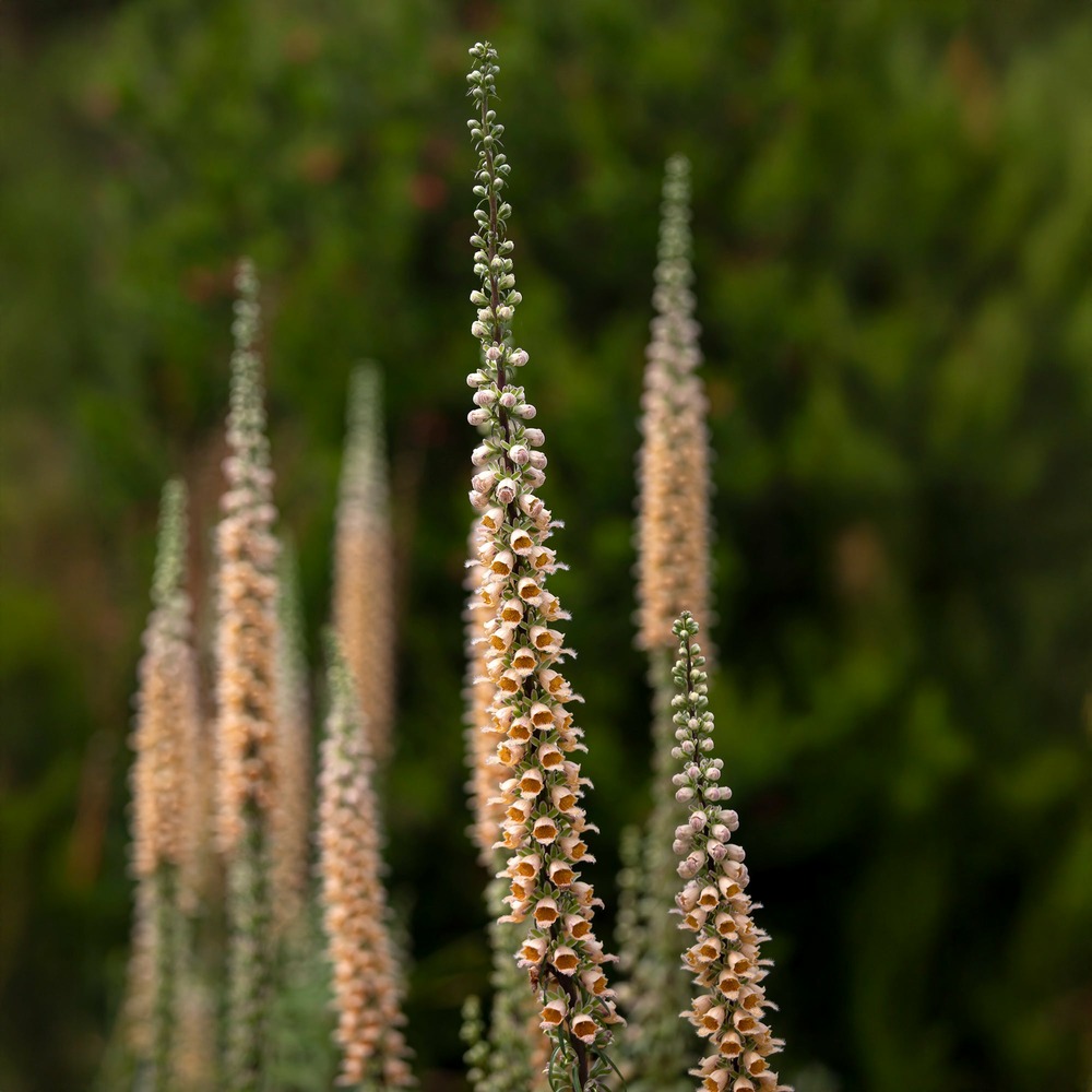 Digitale ferreuse gigantea - le pot / ø 9cm