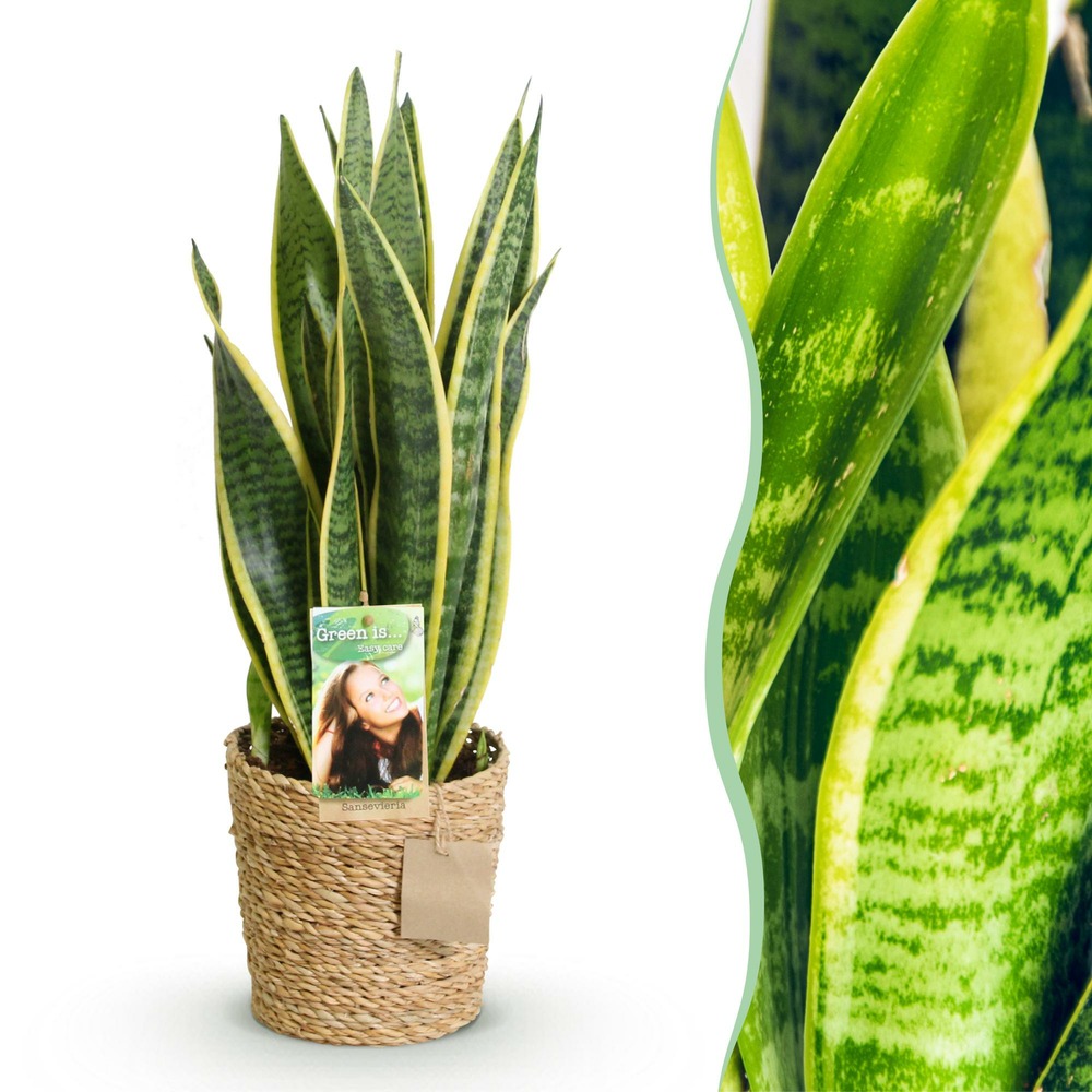 Sansevieria laurentii – pot 17 cm – hauteur 60 cm
