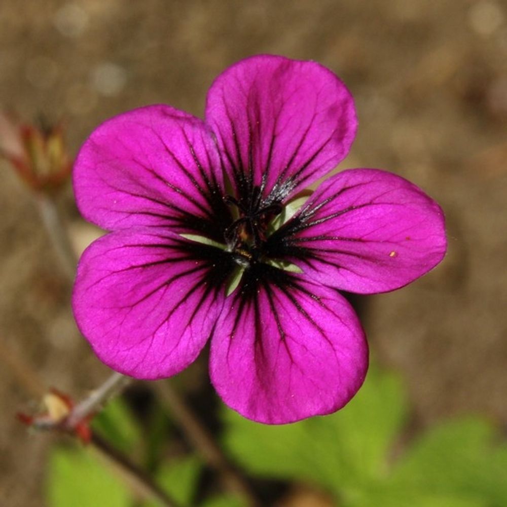 Géranium vivace 'ann folkard' pot de 2l/3l