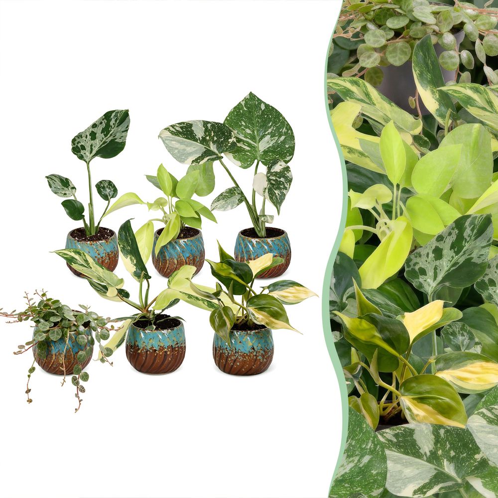 Baby tropical - lot de 6 monstera, philodendron et peperomia avec cache-pots cuivre - h 10-15 cm, pot ø6 cm