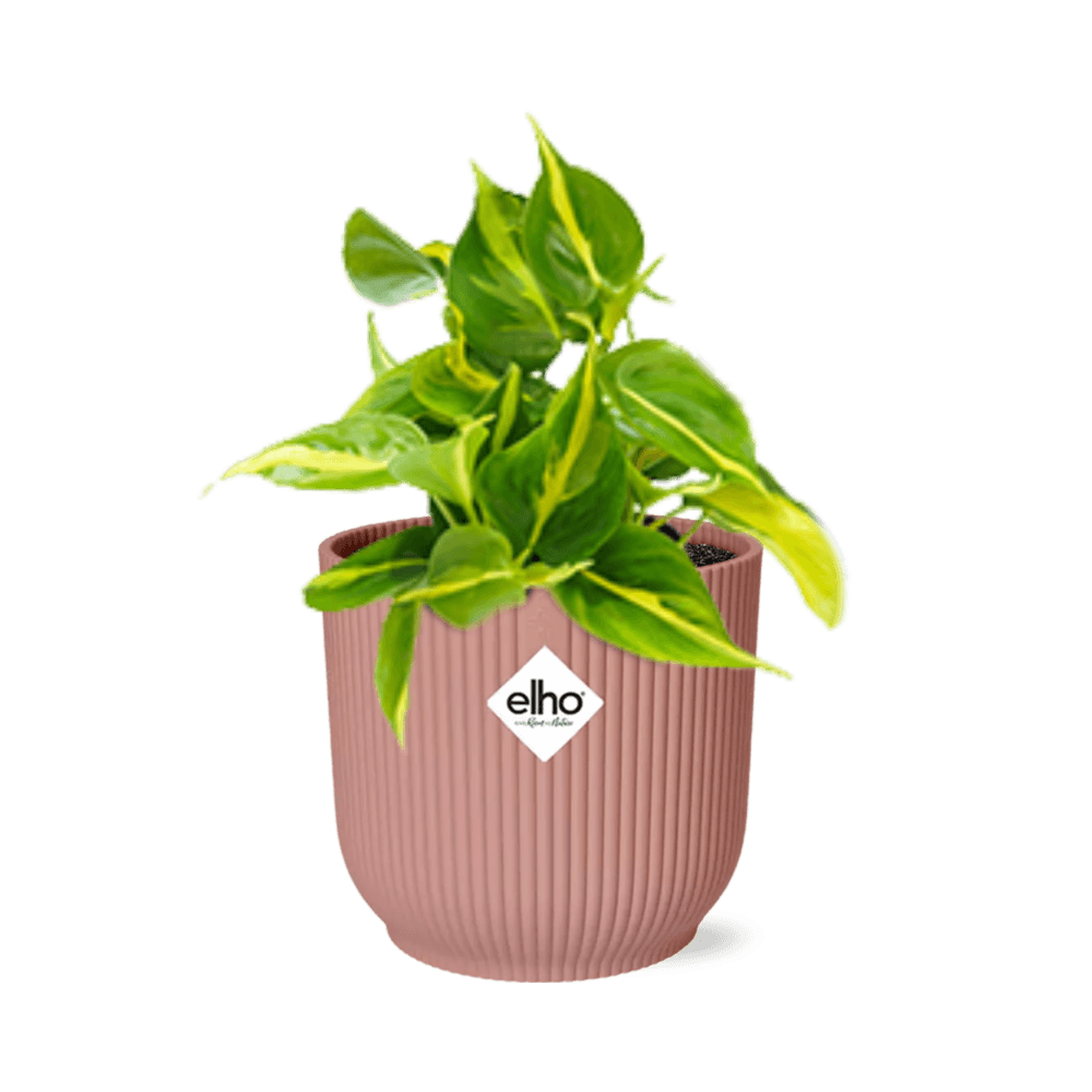 Philodendron scandens ‘brasil’ in elho vibes fold 14cm roze - plantes d'intérieur