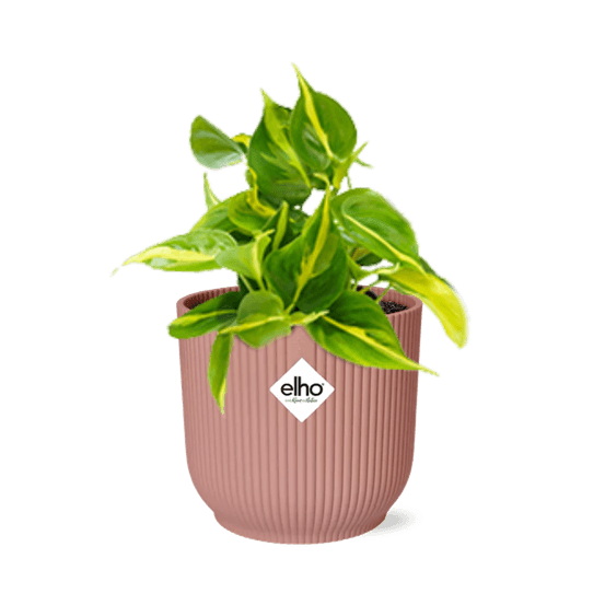 Philodendron scandens ‘brasil’ in elho vibes fold 14cm roze - plantes d'intérieur