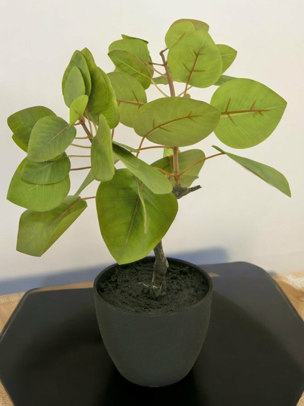 Ficus tropica plante verte artificielle Truffaut — free download