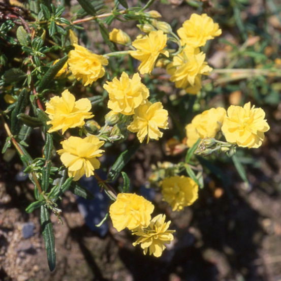 Hélianthème sulphureum plenum lot de 3 godets