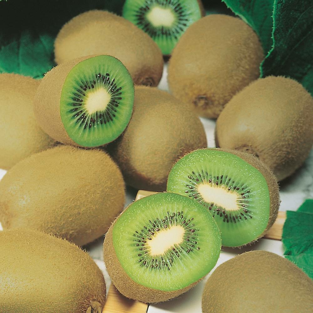 Kiwi actinidia de chine - pied male
