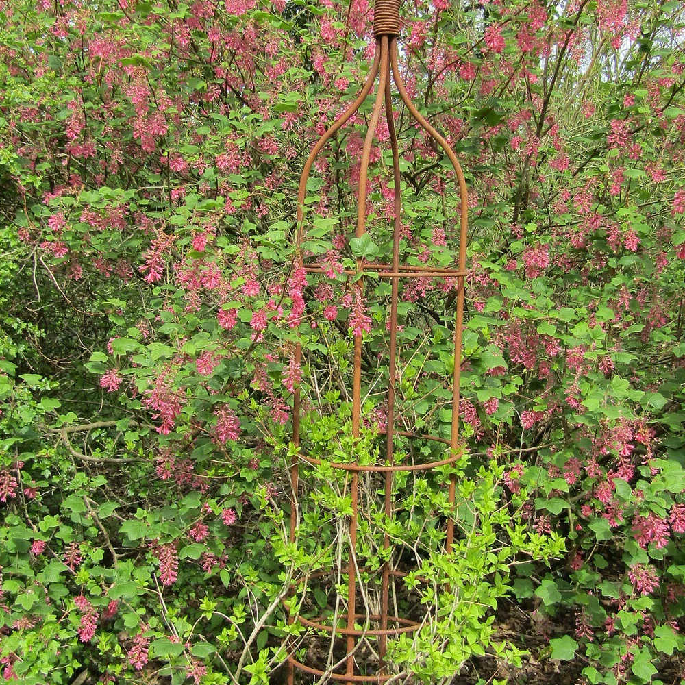 Forsythia rose de corée pot de 3l - 40/60 cm