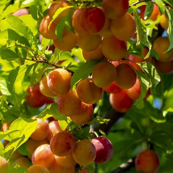 Aprium flavor candy® pot de 15l - 1/2 tige