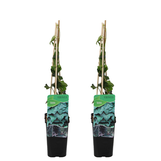 Lot de 2 - hedera hibernica - lierre à grandes feuilles - persistant - pot 15cm - 70-80cm de haut