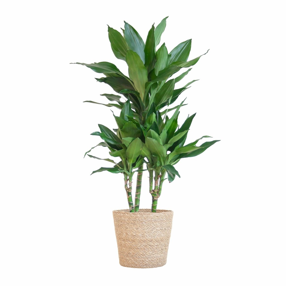 Dracaena janet lindt et son pot panier naturel - hauteur 95cm