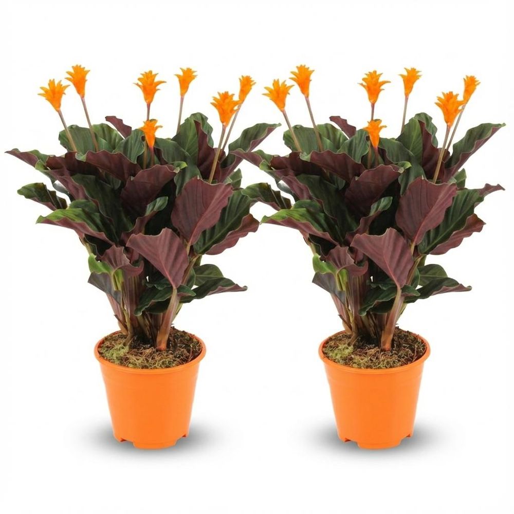 Calathea crocata - pot de 14cm - hauteur: 40 - 45cm