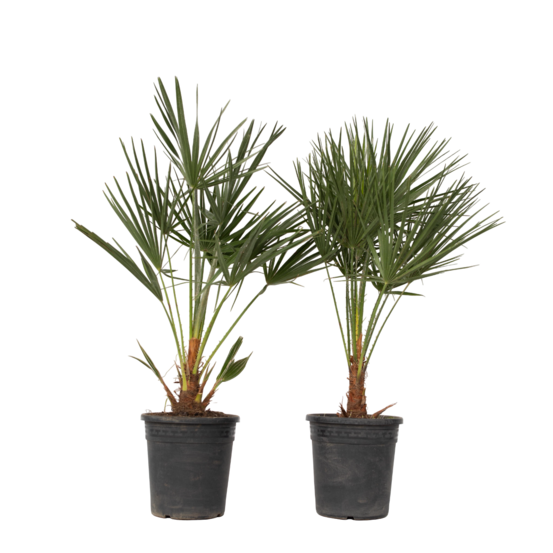 Palmier nain - set de 2 - chamaerops humilis - hauteur 70-80cm - ⌀21cm