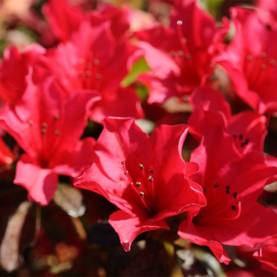 Rhododendron 'elizabeth red foliage' pot de 2l/3l