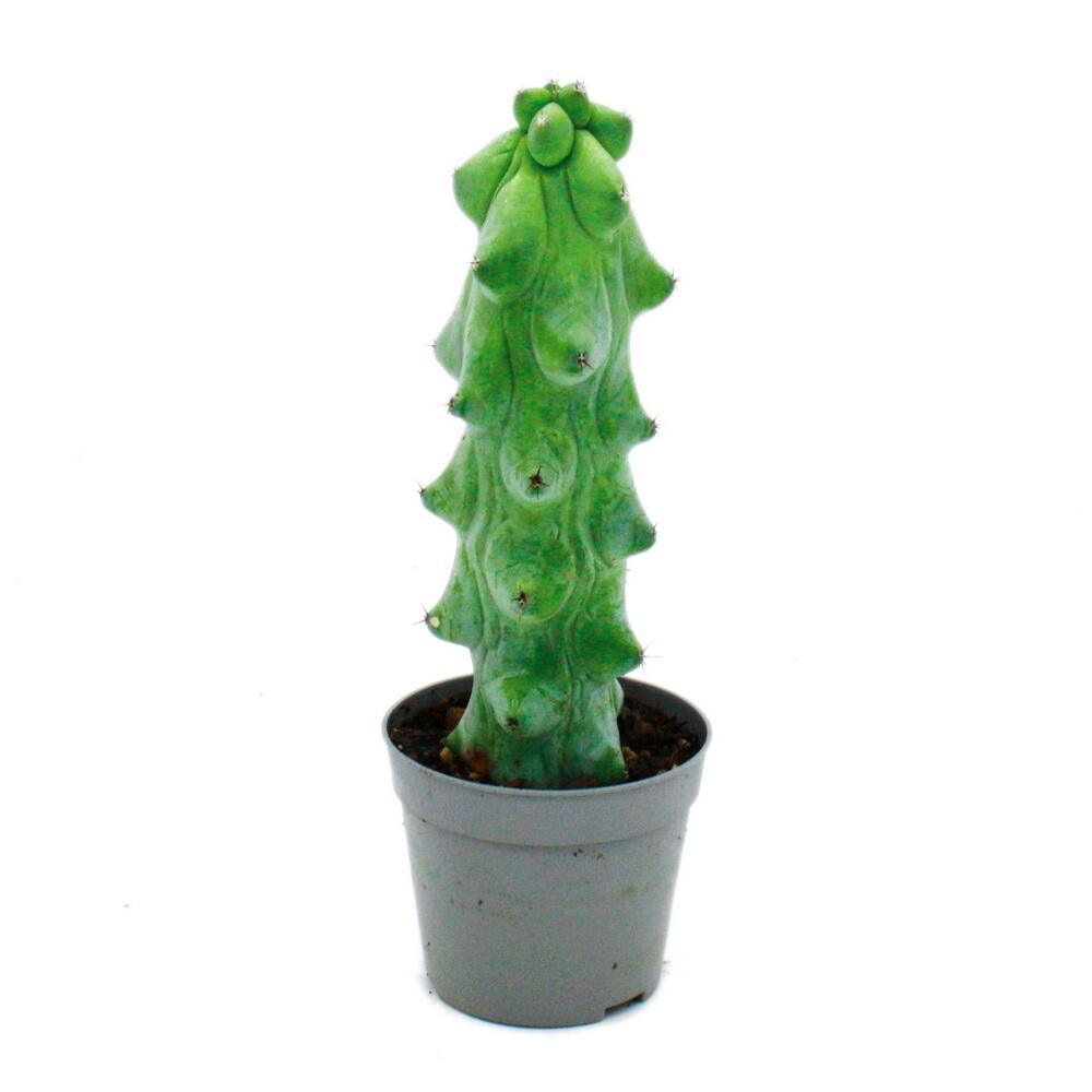 Myrtillocactus geometrizans cv. Fukurokuryuzinboku - cactus boobie - rare cactus myrtille - pot de 6,5cm