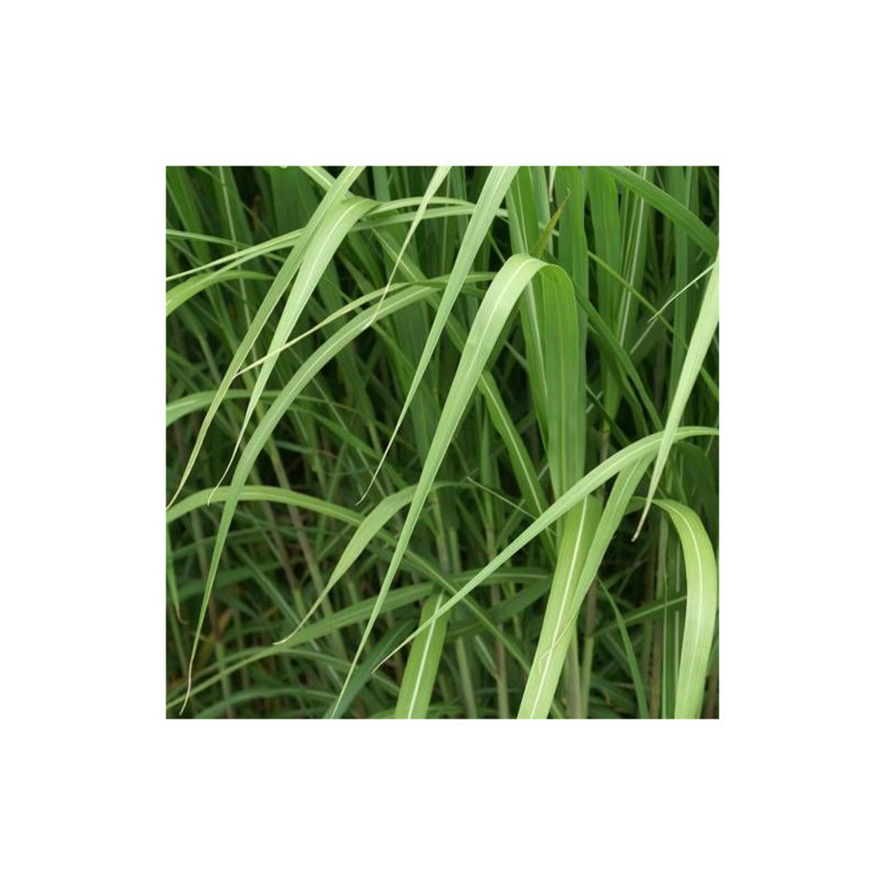 Miscanthus, roseau de chine giganteus lot de 3 godets