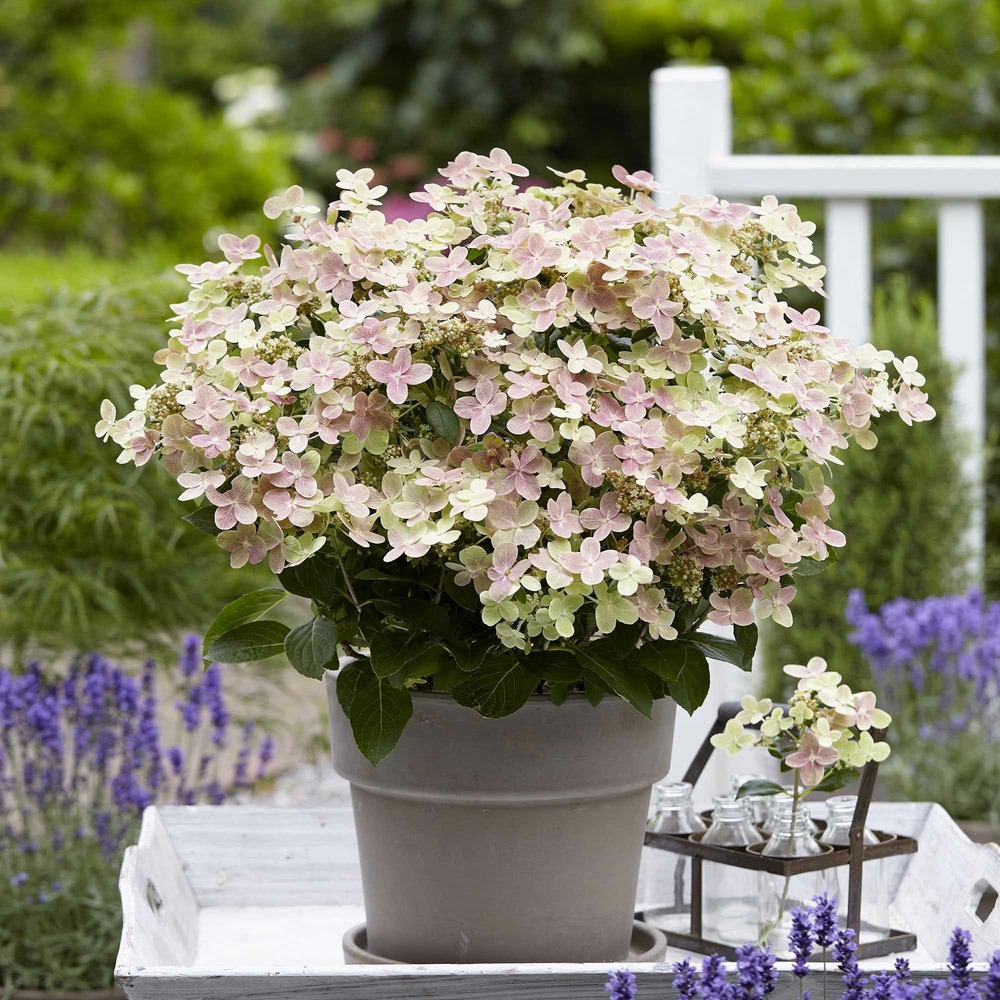 Hortensia paniculé switch ophelia® - le pot / 3l / hauteur livrée 25-30cm