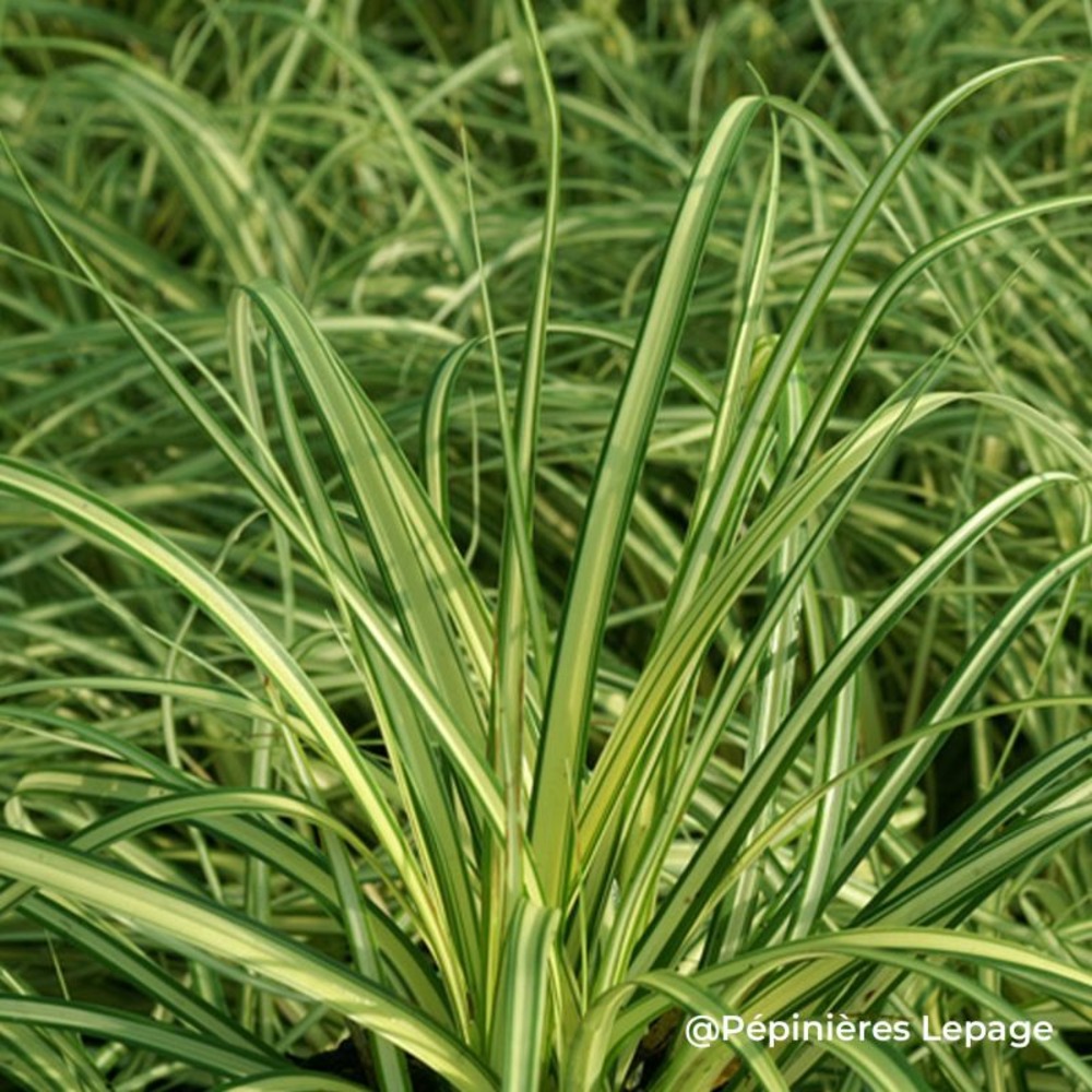 3 laîches d'oshima 'evergold' (carex oshimensis 'evergold')