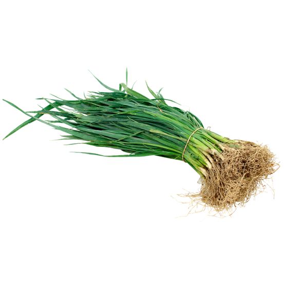 Botte de 50 Plants de Poireau Porbella