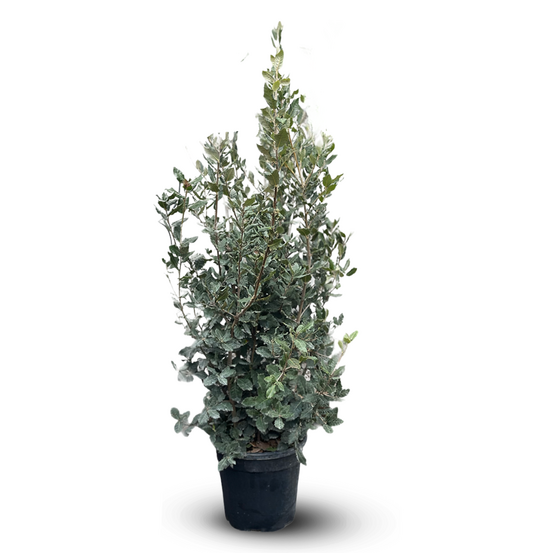 Chêne vert - quercus ilex - ↕ 110-120 cm - ⌀ 24 cm - plante d'extérieur