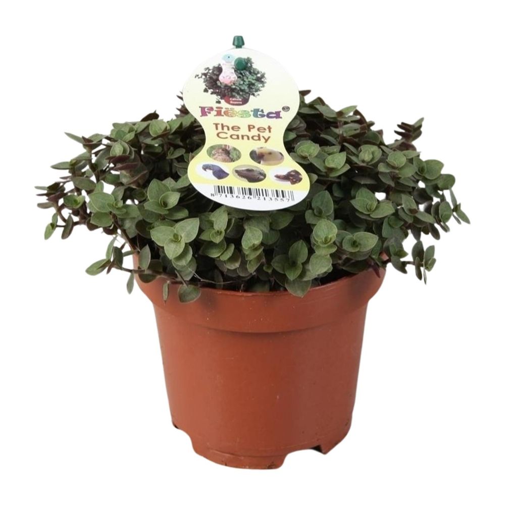 Calissia repens - ø12cm - ↕17cm - plantes d'intérieur