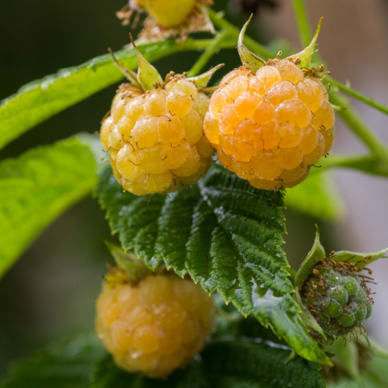 Framboisier golden everest - rubus idaeus golden everest 50/60cm