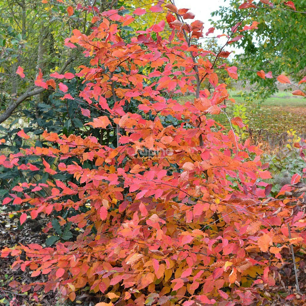 Charme rockhampton red® 'lochglow', carpinus pot de 15l - baliveau