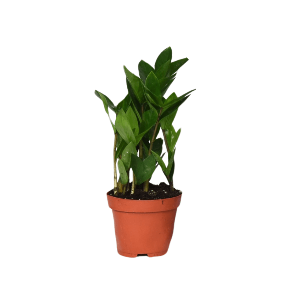 Zamioculcas 35 - ø12cm - ↕30cm - plantes d'intérieur
