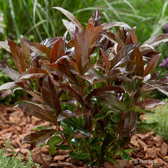 Viorne parfumée 'coppertop' pot de 3l/4l