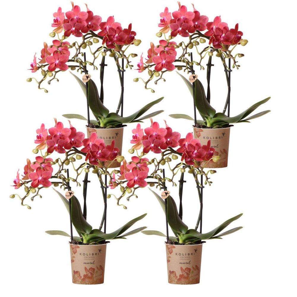 Lot de 4 orchidées phalaenopsis 'congo' rouge - pot de 9cm - plantes d'intérieur