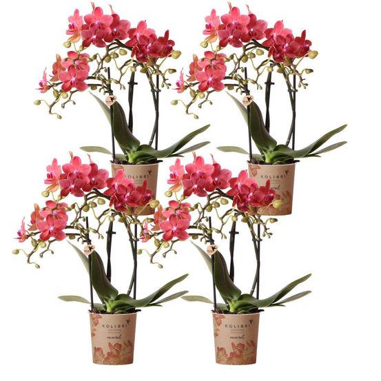 Lot de 4 orchidées phalaenopsis 'congo' rouge - pot de 9cm - plantes d'intérieur