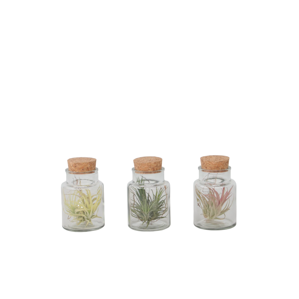 Plante aérienne - set de 3 - tillandsia - hauteur 5-15cm - ⌀5cm
