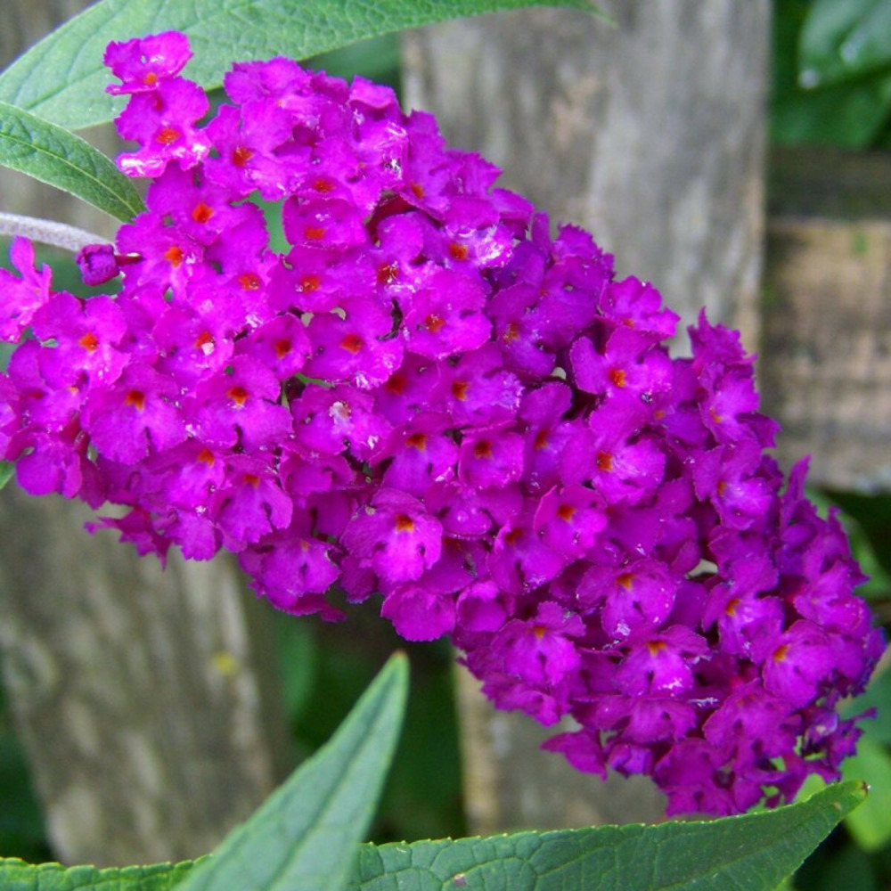 Arbre aux papillons nain nanho purple, buddleia pot de 4l - 40/60 cm