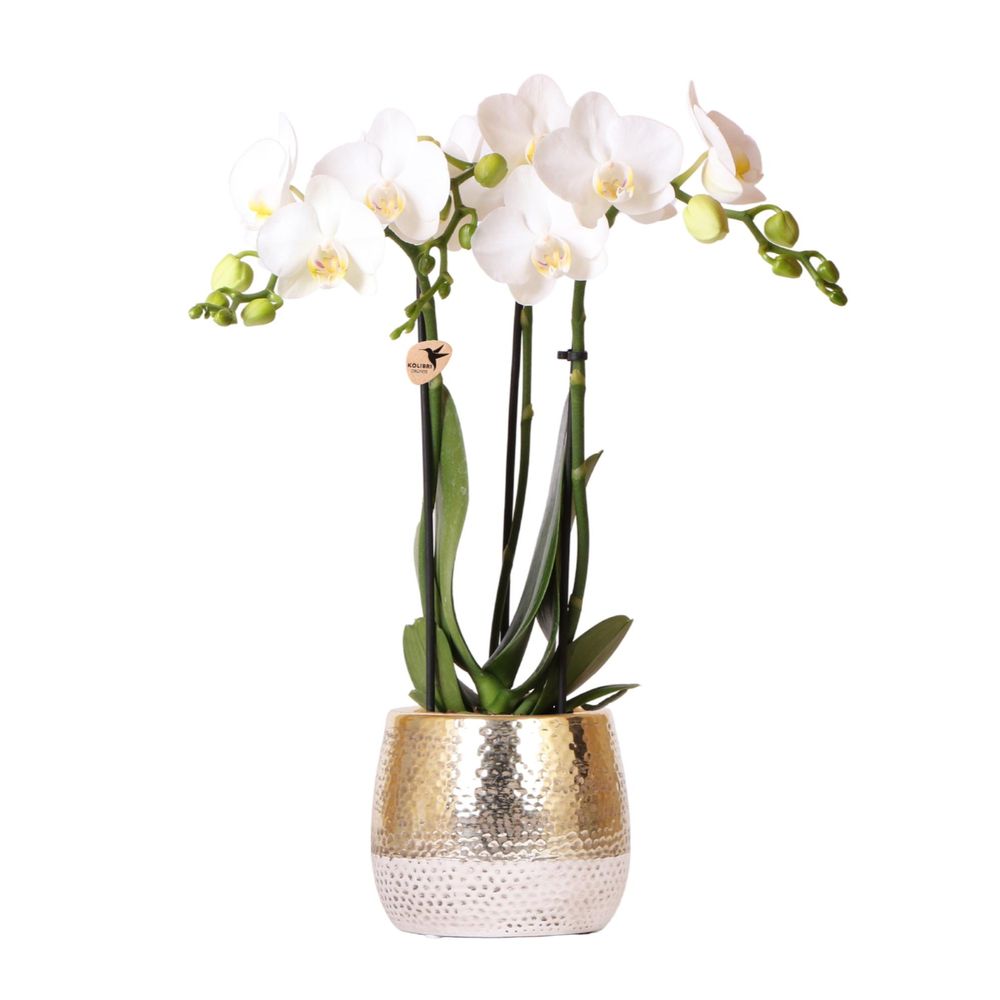 Orchidée phalaenopsis blanche (phalaenopsis amabilis) - pot de 9cm - hauteur 40 cm - doré chic - plantes d'intérieur