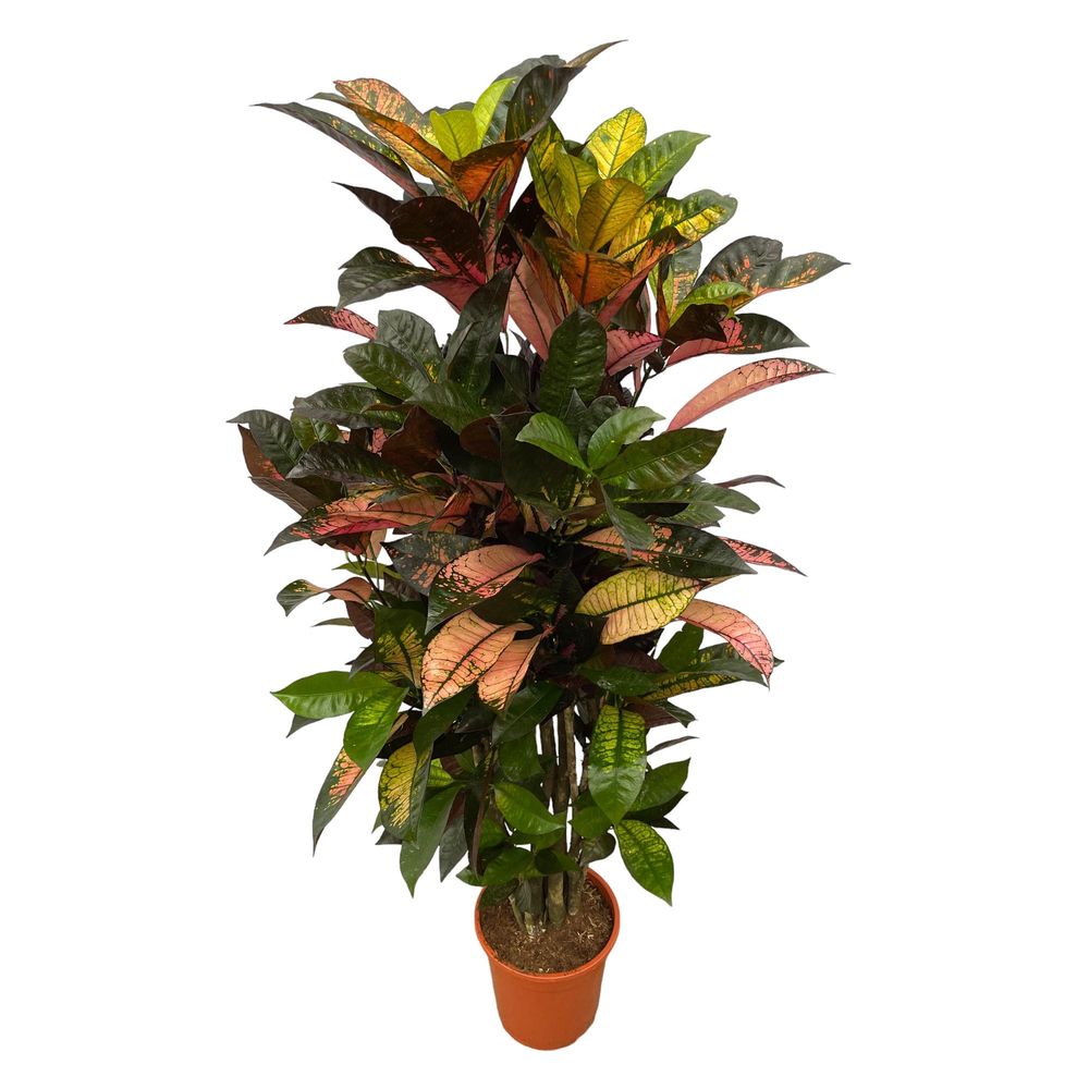 Codiaeum - plantes d'intérieur
