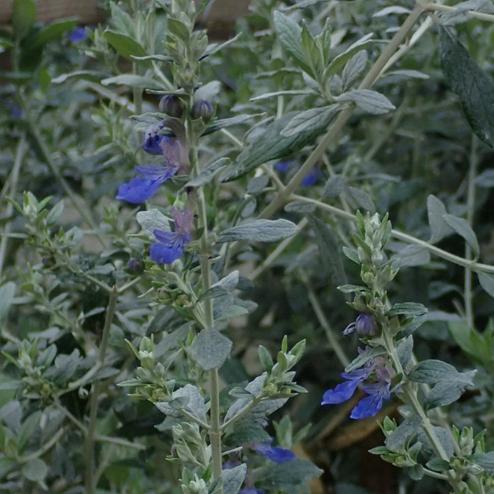 Germandrée arbustive à feuille grise - sans traitement lot de 3 godets