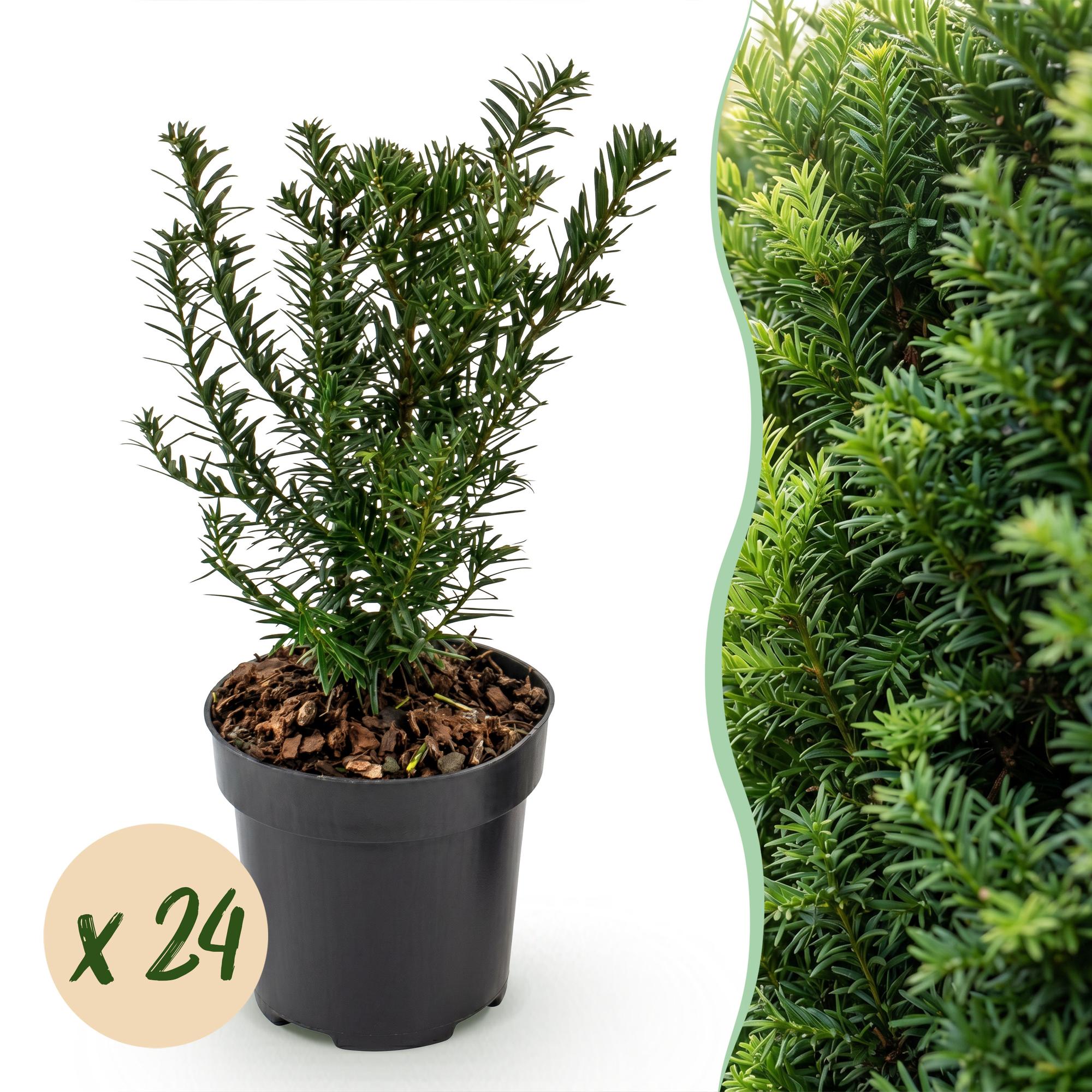 If commun - lot de 24 - pot 9 cm - hauteur 20-30 cm