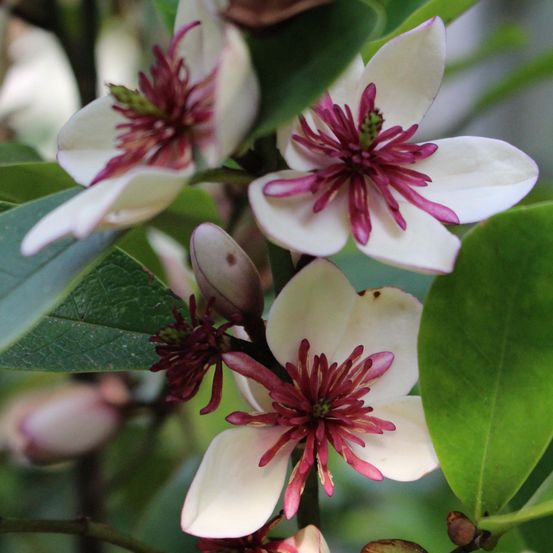 Magnolia banane 'white caviar' pot de 3l/4l