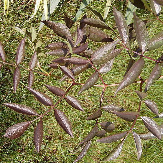 Sureau noir 'black beauty' - sambucus nigra 'black beauty' (= 'gerda') - 40-50 cm pot