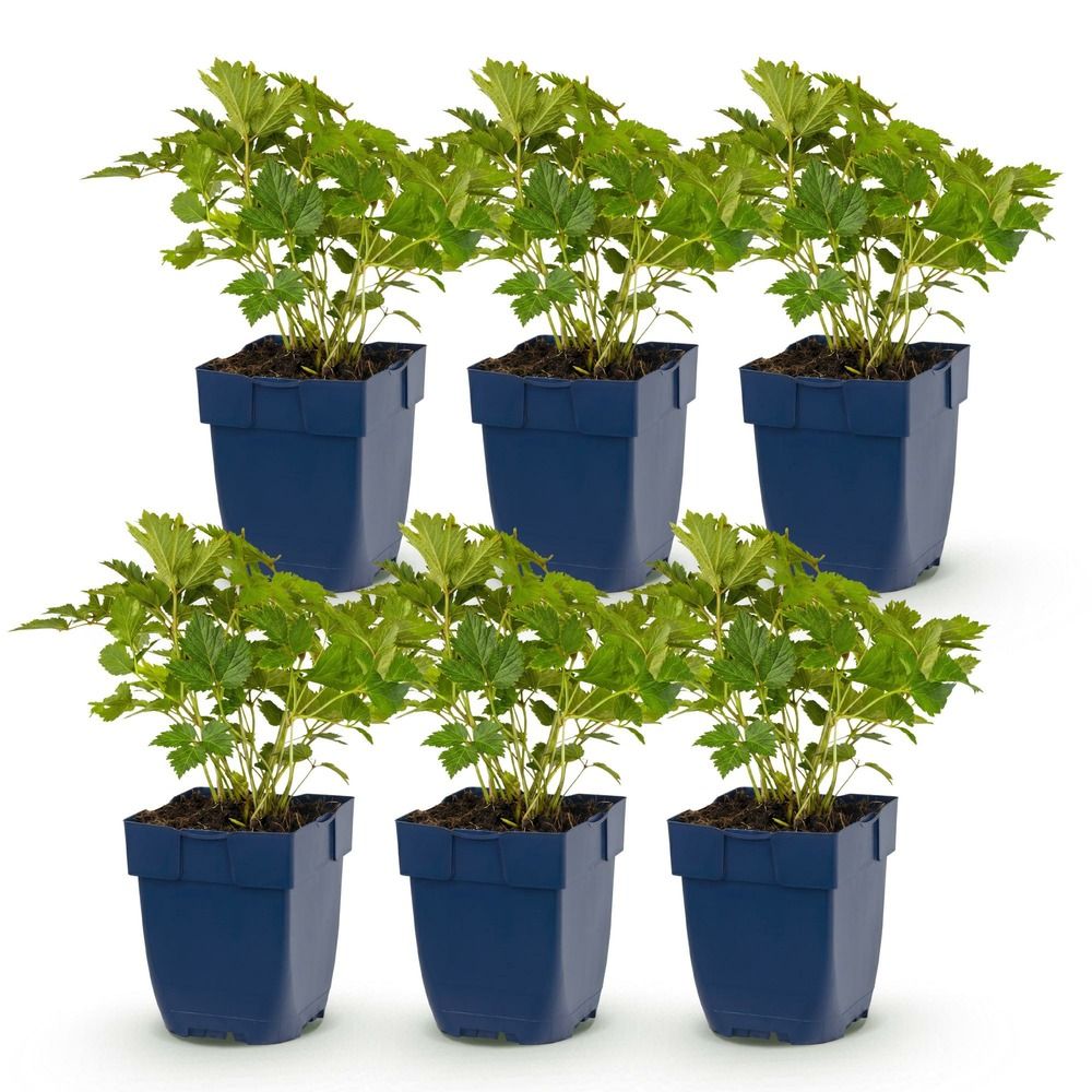 Astilbe 'pumila' - lot de 6 - pot 11 cm - hauteur 25 cm