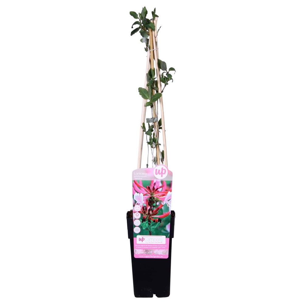 Lonicera periclymenum 'serotina' - h65 cm - ø15 cm - plante d'extérieur