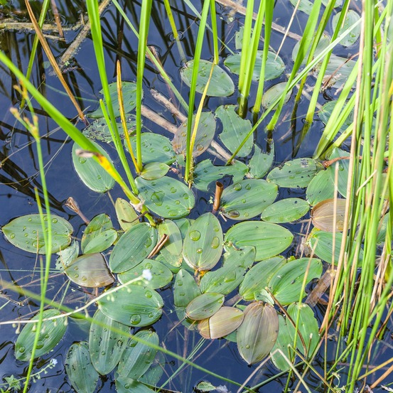 Potamot nageant - le pot / ø 9cm