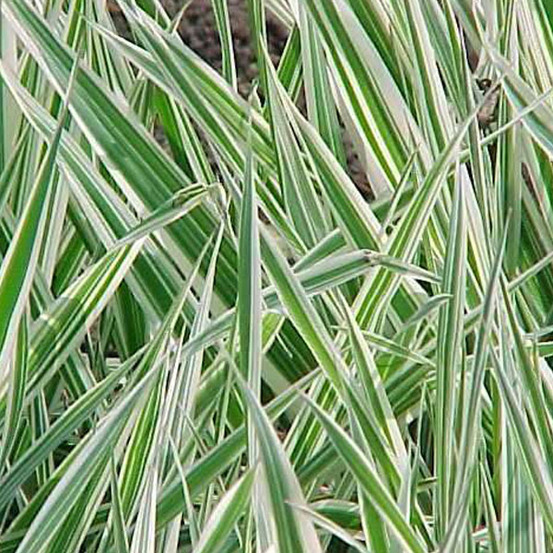 6 x ruban de bergère panaché jaune - phalaris arundinacea 'picta' - godet 9cm x 9cm