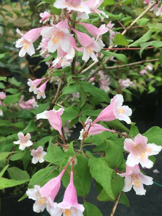 Buisson de beauté pot de 3l/4l