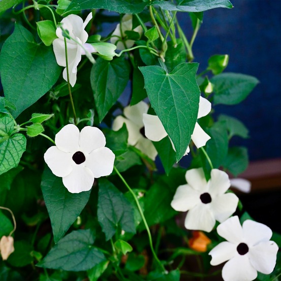 Suzanne aux yeux noirs à fleurs blanches - le pot / ø 10,5cm, vendu par lot de 2