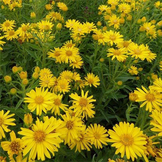 Aster 'golden sunshine' godet de 8/9 cm