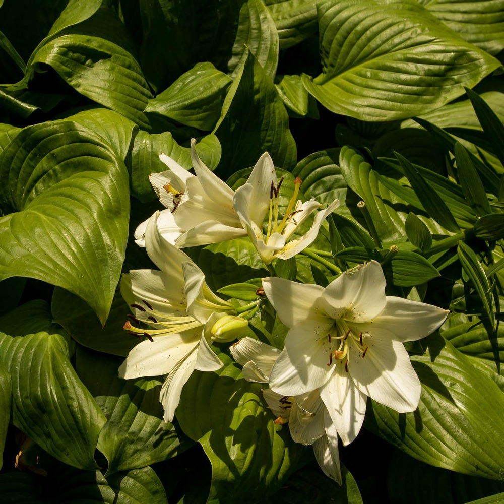 Hosta 'honeybells' godet de 8/9 cm